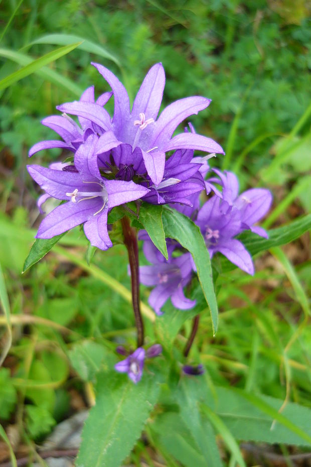 zvonček klbkatý Campanula glomerata agg. L.