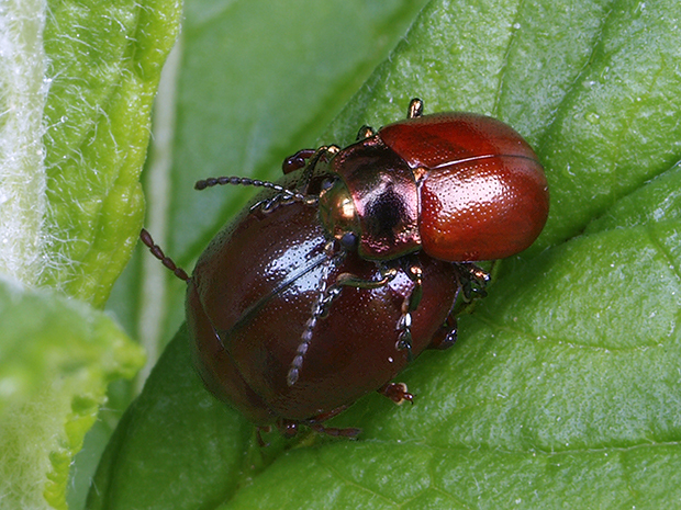 liskavka Chrysolina polita