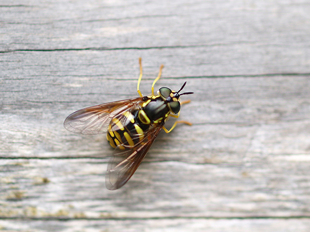 pestrica Chrysotoxum cf. intermedium