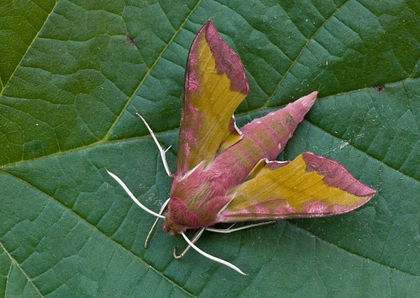 lišaj vrbicový Deilephila porcellus