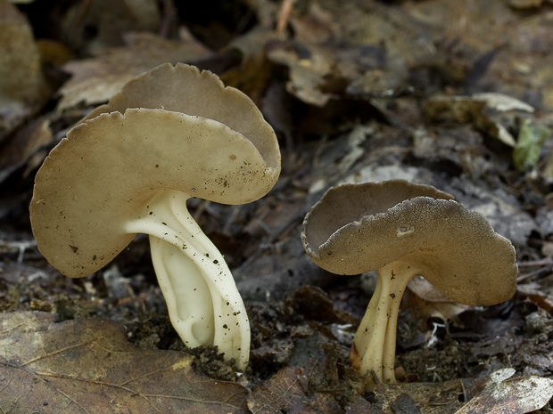 chriapač tmavý Helvella solitaria P. Karst.