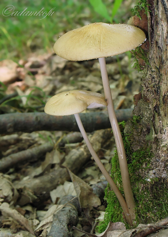 sliznačka koreňujúca Hymenopellis radicata (Relhan) R.H. Petersen