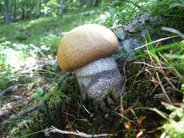 kozák žltooranžový Leccinum versipelle (Fr. & Hök) Snell