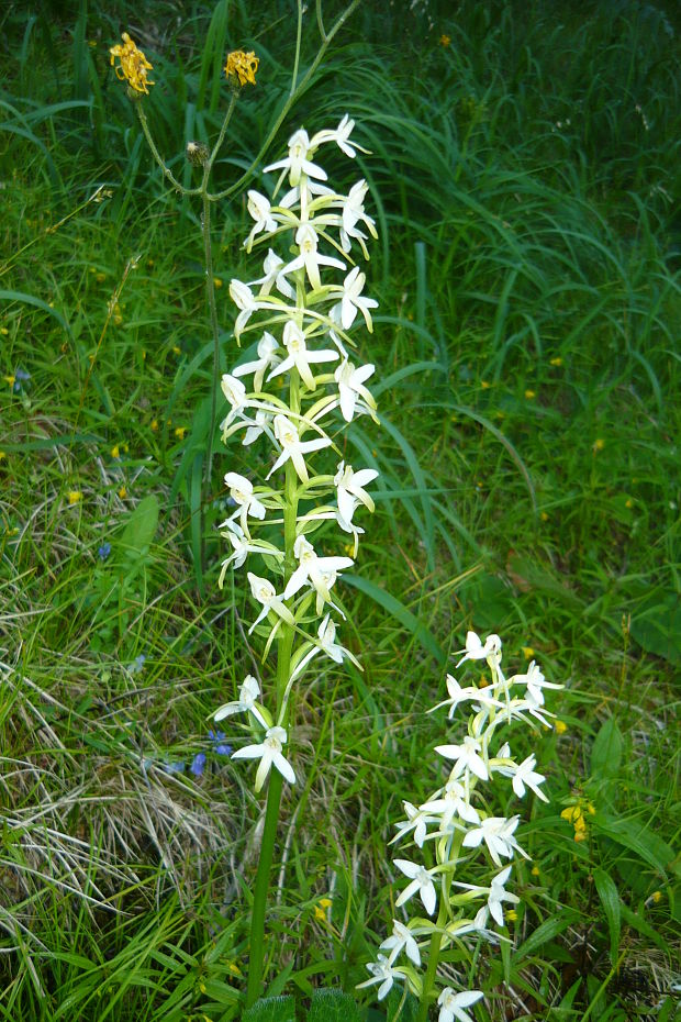 vemenník dvojlistý Platanthera bifolia (L.) Rich.