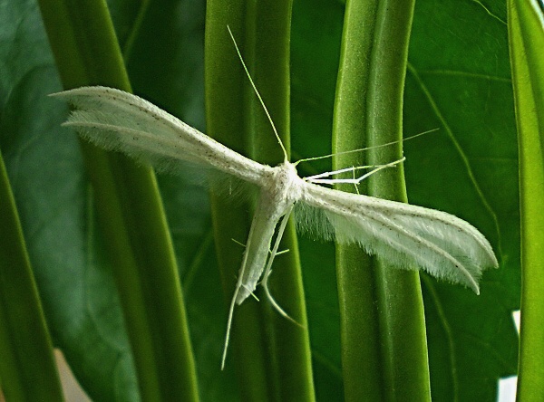 pierkavec povojový Pterophorus pentadactyla