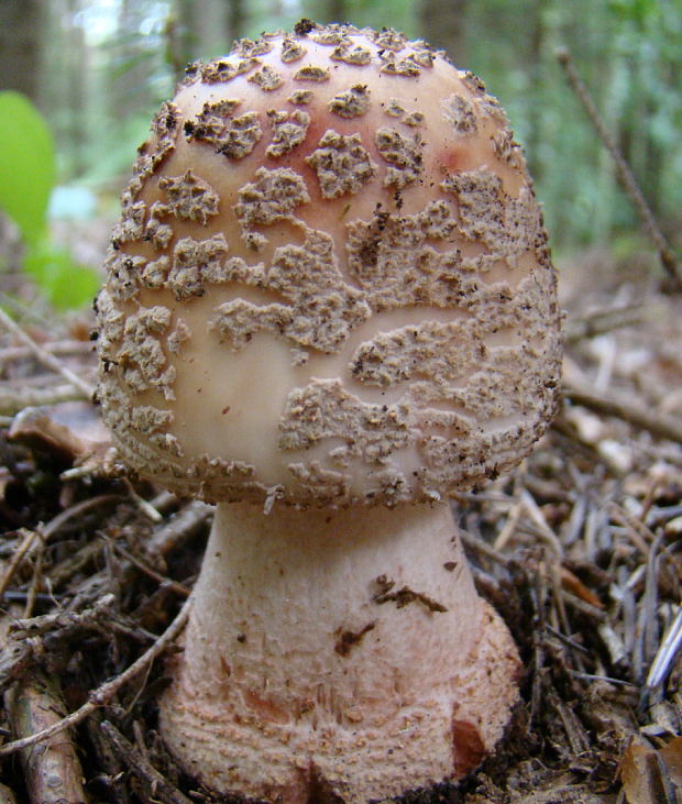 muchotrávka červenkastá Amanita rubescens Pers.