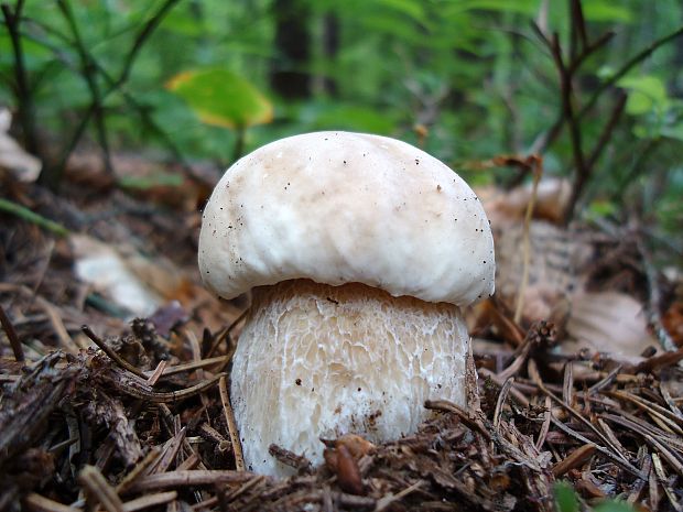 hríb smrekový Boletus edulis Bull.