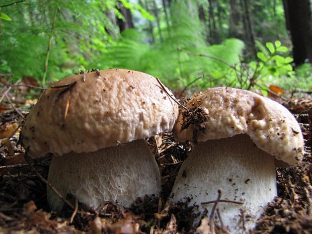 hríb smrekový Boletus edulis Bull.