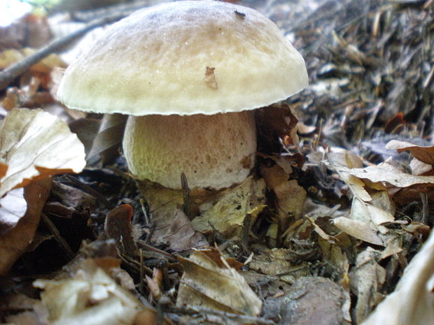 hríb smrekový Boletus edulis Bull.