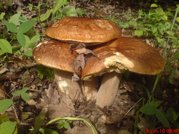 hríb dubový Boletus reticulatus Schaeff.