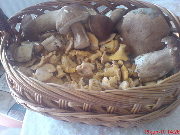 hríb dubový Boletus reticulatus Schaeff.