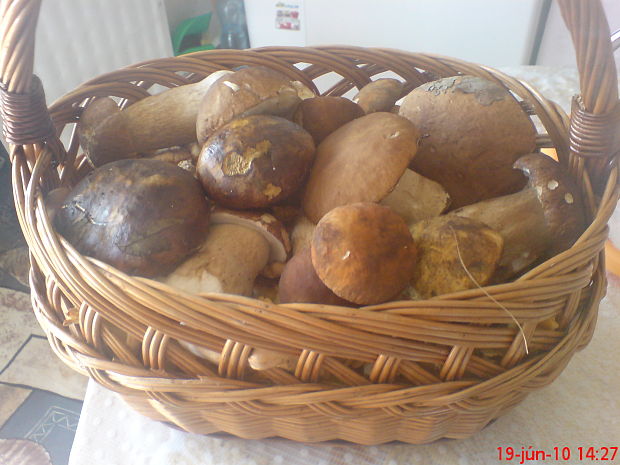 hríb dubový Boletus reticulatus Schaeff.