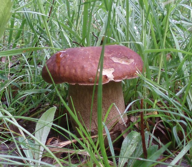 hríb dubový Boletus reticulatus Schaeff.