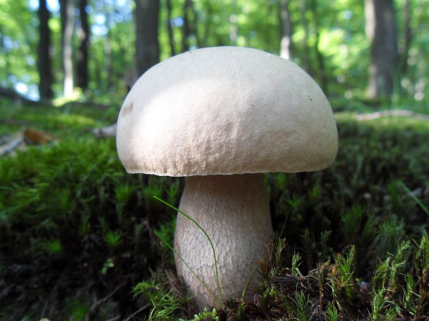 hríb dubový Boletus reticulatus Schaeff.