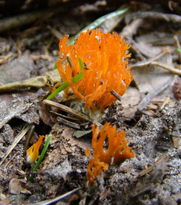 parôžkovec lepkavý  Calocera viscosa (Pers.) Fr.