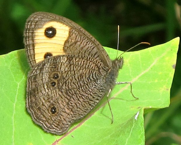 ockan -Common Wood Nymph Cercyonis pegala