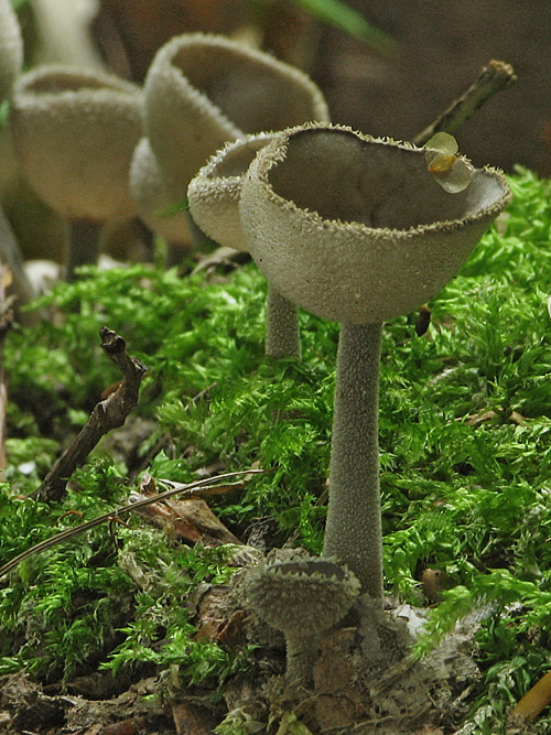 chriapač brvitý Helvella macropus (Pers.) P. Karst.