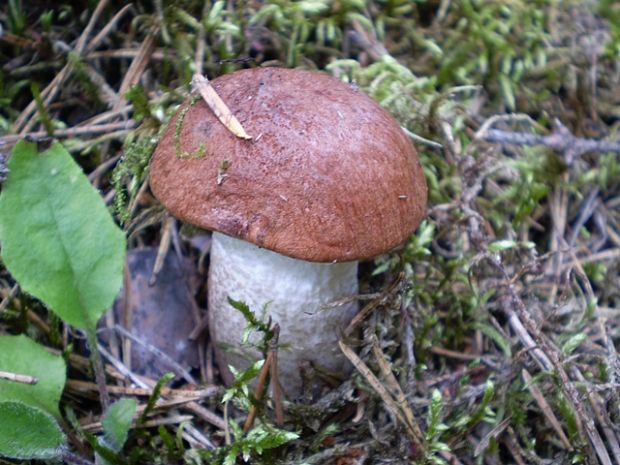 kozák osikový? Leccinum albostipitatum? Bakker & Noordel.