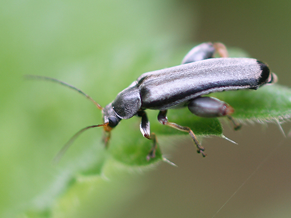 melandryidae Osphya bipunctata