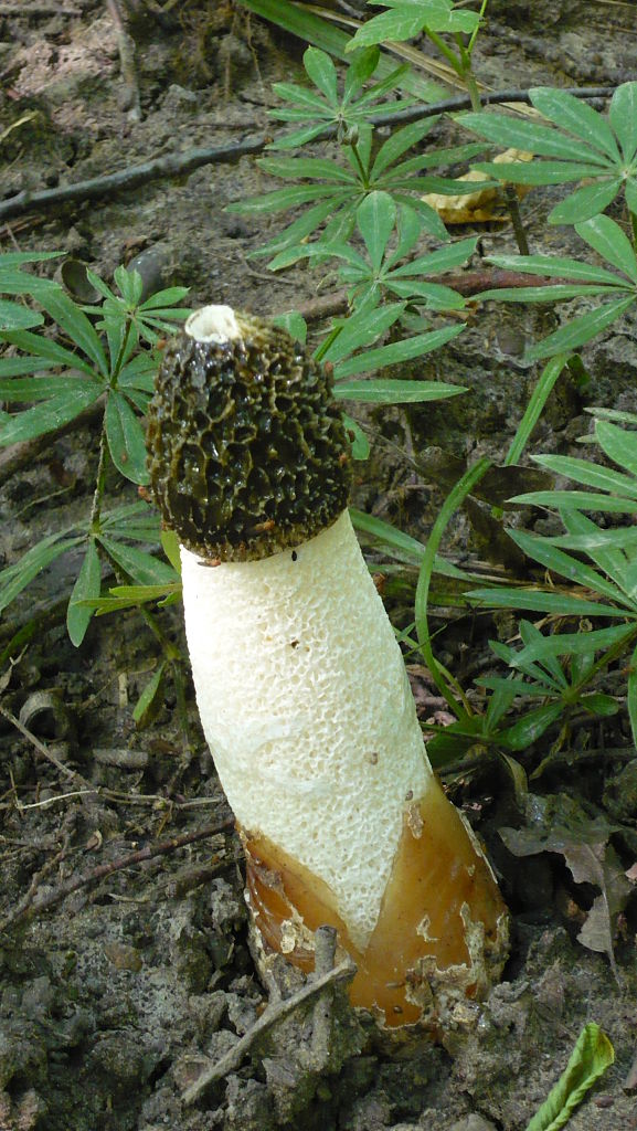 hadovka smradľavá Phallus impudicus L.