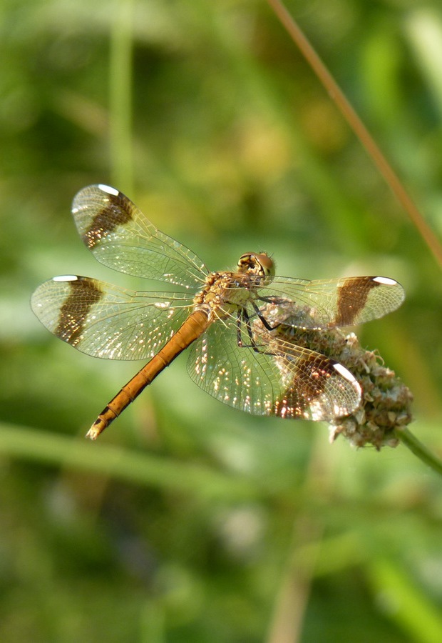 vážka pásavá♀ Sympetrum pedemontanum