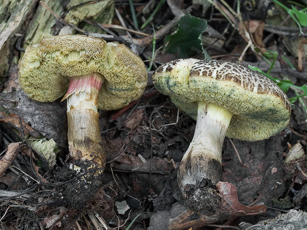 suchohríb Xerocomus sp.