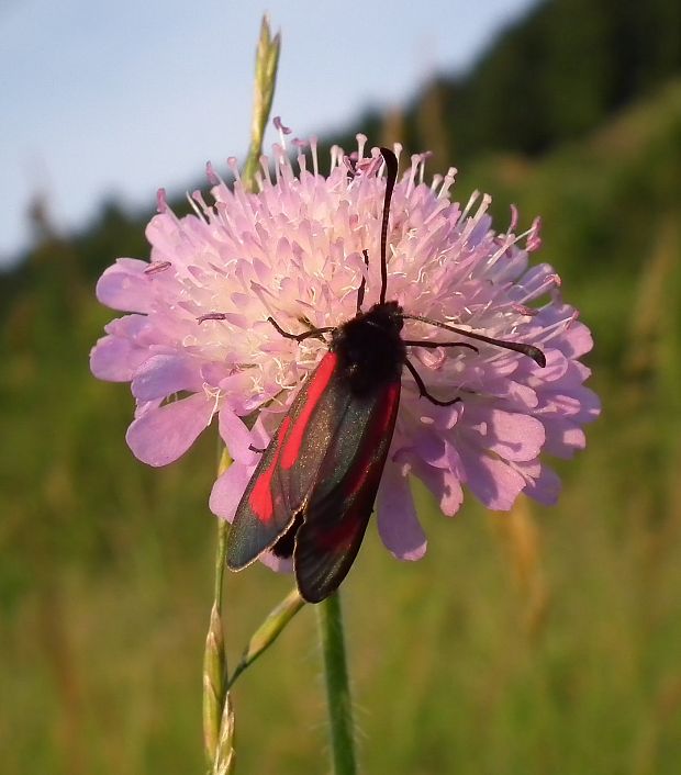 vretienka dúšková  Zygaena purpuralis