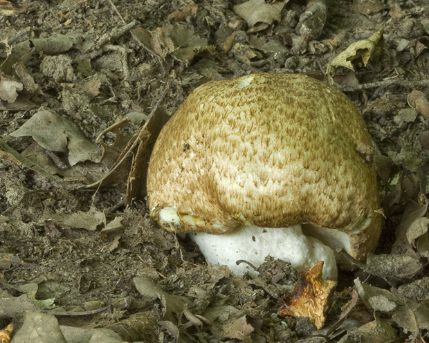 pečiarka obrovská Agaricus augustus Fr.