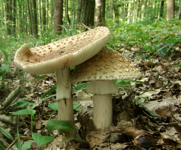 muchotrávka červenkastá Amanita rubescens Pers.