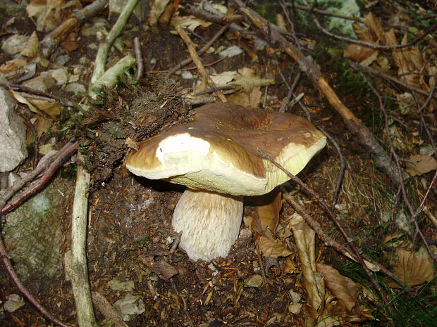 hríb smrekový Boletus edulis Bull.