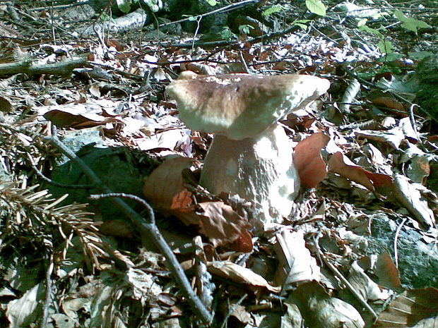 hríb smrekový Boletus edulis Bull.