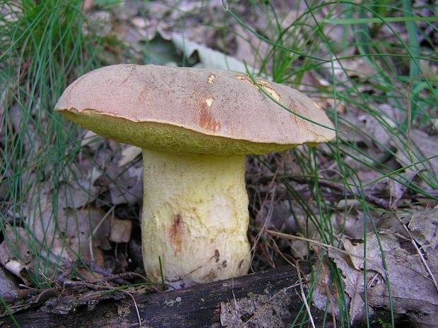 hríb nádherný Butyriboletus fuscoroseus (Smotl.) Vizzini & Gelardi