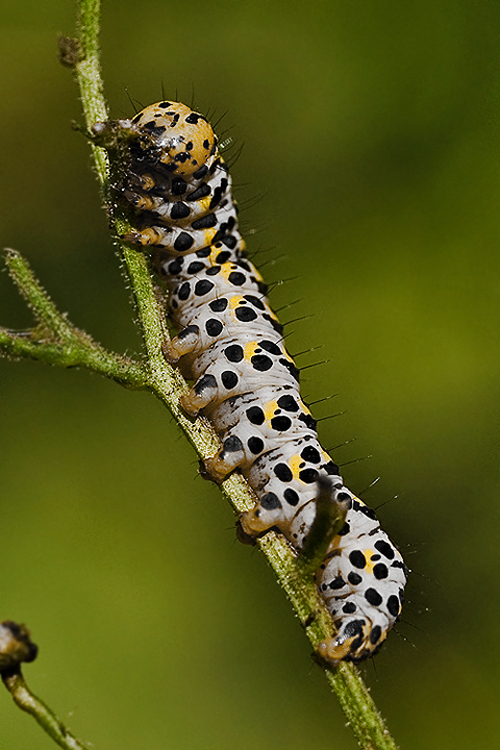 mora krtičníkova  - húsenica Cucullia scrophulariae