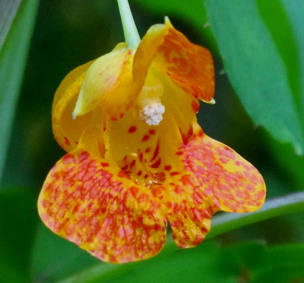 netýkavka nedotklivá Impatiens capensis L.