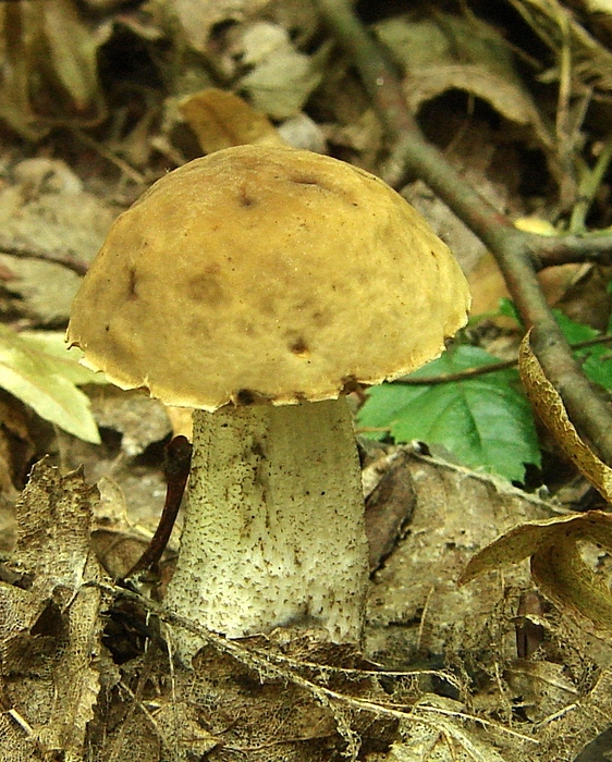 kozák hrabový Leccinum pseudoscabrum (Kallenb.) Šutara