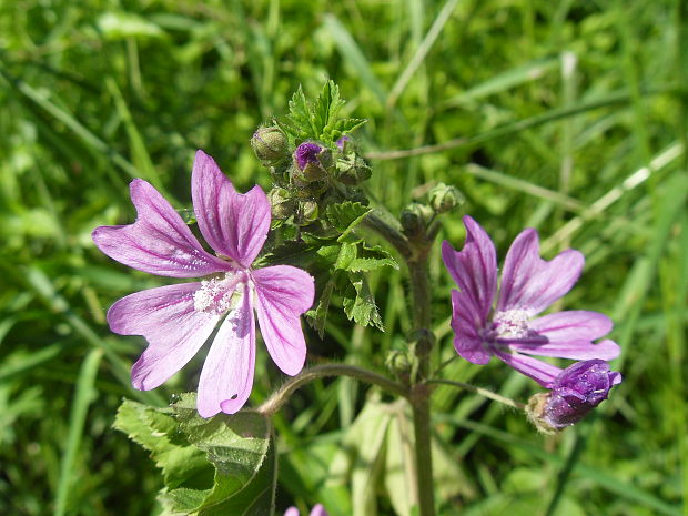 slez lesný Malva sylvestris L.