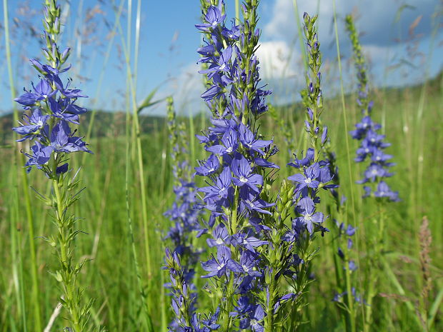 veronika Veronica sp.