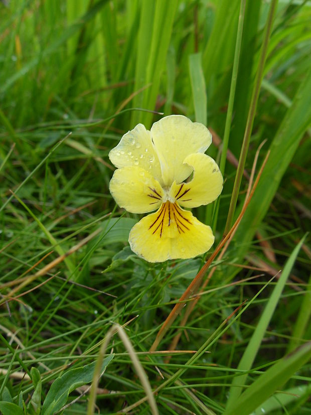 fialka žltá sudetská Viola lutea subsp. sudetica (Willd.) Nyman