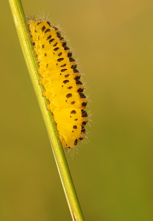 vretienka obyčajná Zygaena filipendulae