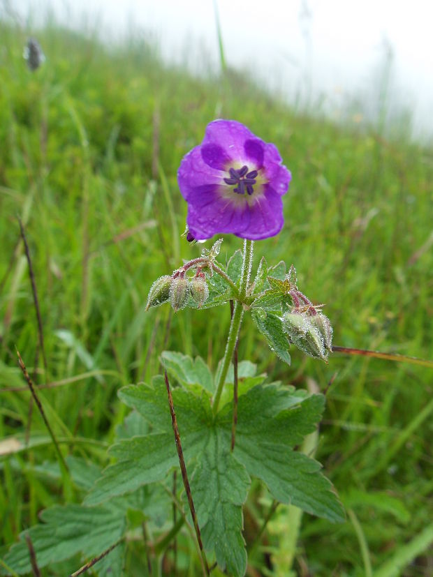 neidentifikovaná rastlina