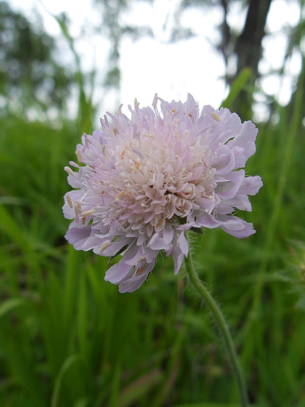 neidentifikovaná rastlina