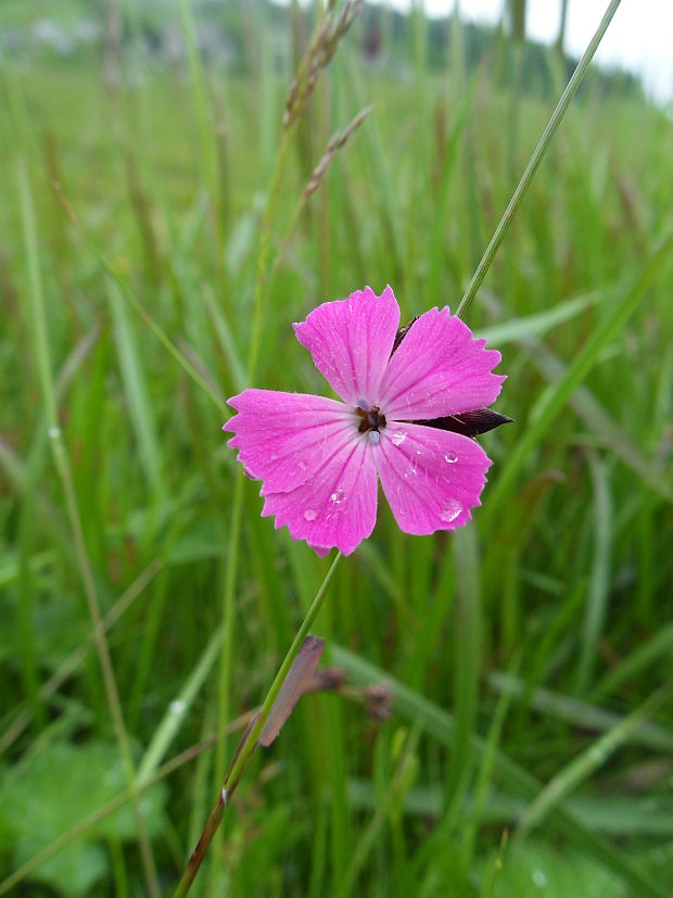 neidentifikovaná rastlina