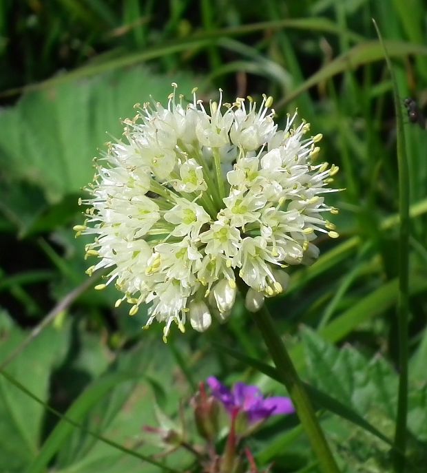 cesnak hadí Allium victorialis L.