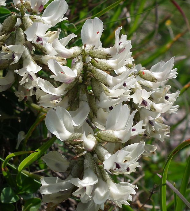 kozinec južný Astragalus australis (L.) Lam.