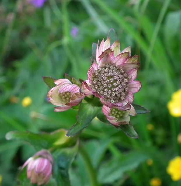 jarmanka väčšia Astrantia major L.