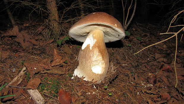 hríb smrekový Boletus edulis Bull.