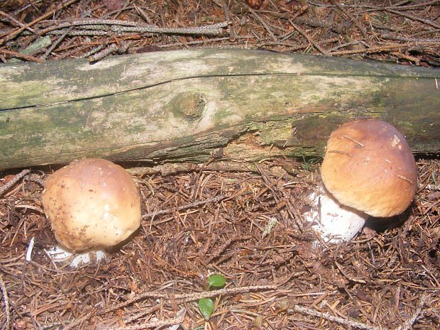 hríb smrekový Boletus edulis Bull.