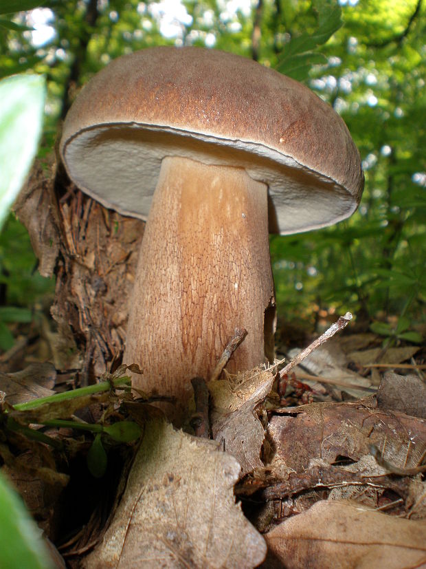 hríb dubový Boletus reticulatus Schaeff.