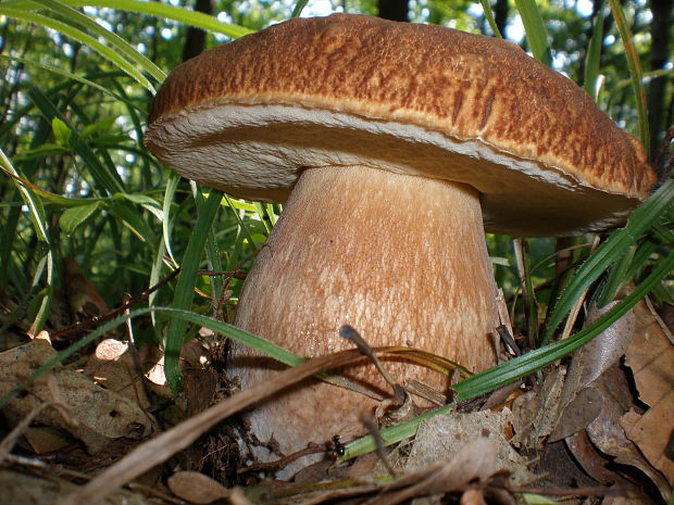 hríb dubový Boletus reticulatus Schaeff.