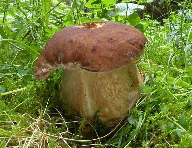 hríb dubový Boletus reticulatus Schaeff.